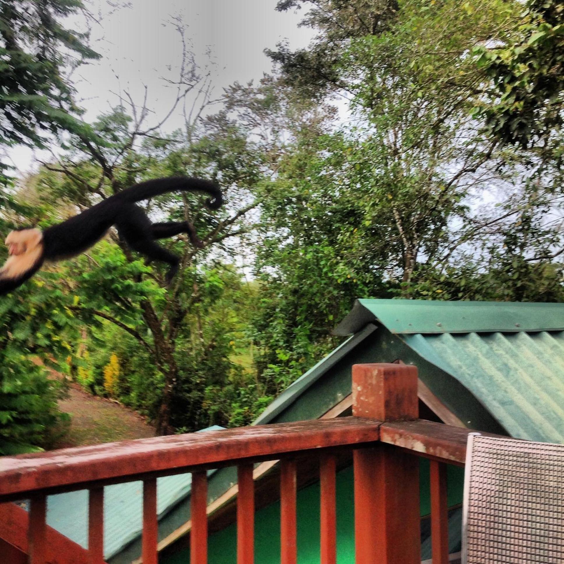 Chosa Manglar Suites & Cabins Puerto Jiménez エクステリア 写真